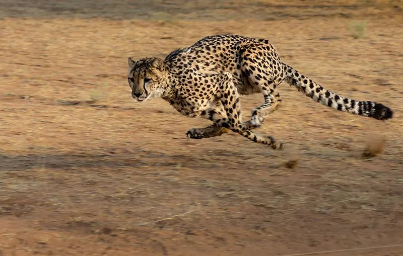 Gepard 1