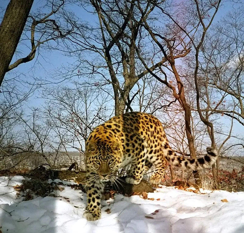 Leopard 2