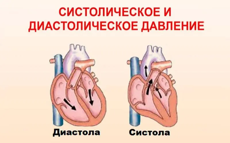 Dvizhenie Krovi V Serdce