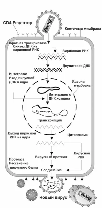 Razmnozhenie VICH V Kletke