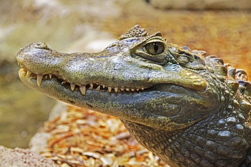 Alligator 2