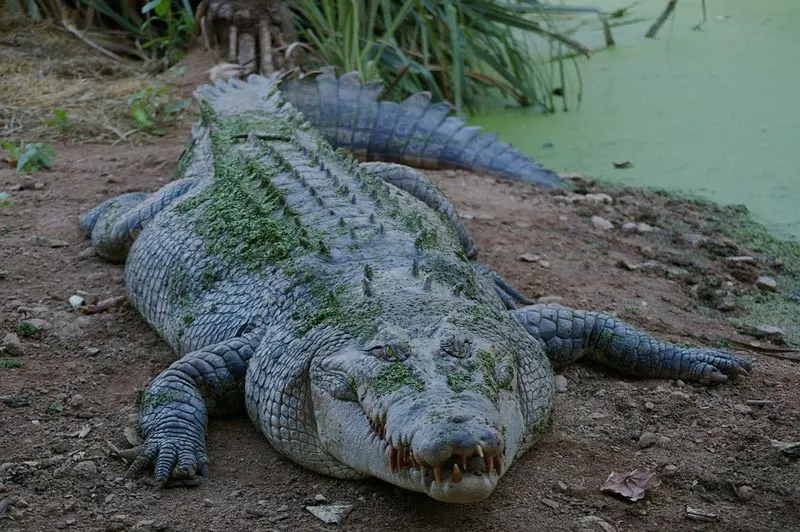 Krokodil 1