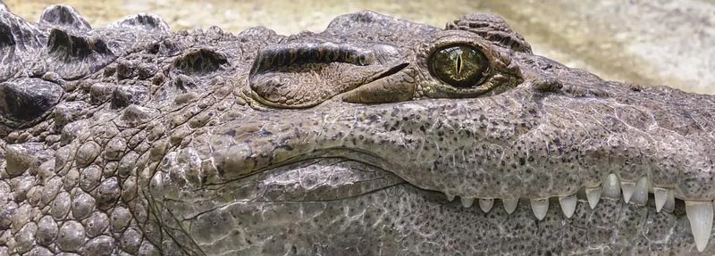 Krokodil 2