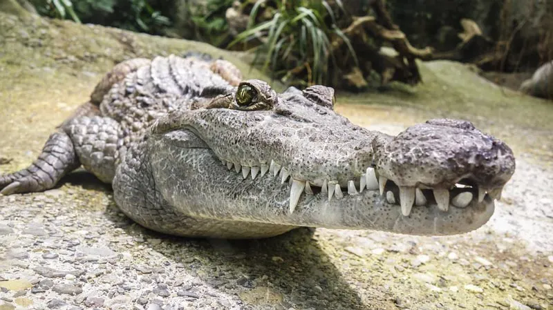 Krokodil 3