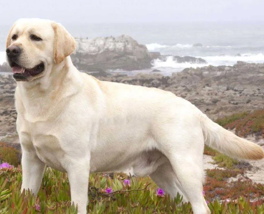 Labrador